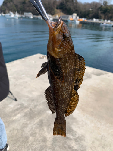 アイナメの釣果