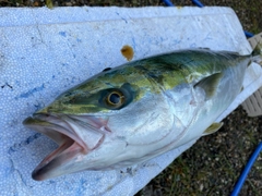 ツバスの釣果