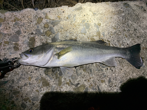 セイゴ（タイリクスズキ）の釣果