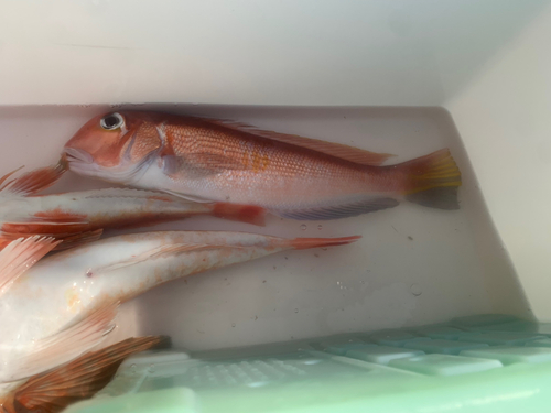 アマダイの釣果