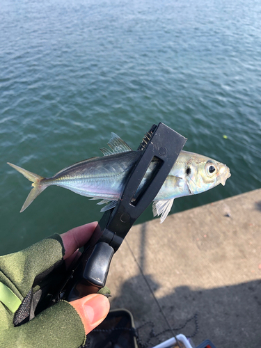 マアジの釣果