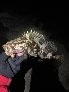 タケノコメバルの釣果