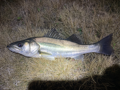 セイゴ（タイリクスズキ）の釣果