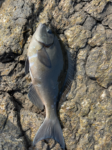 クチブトグレの釣果