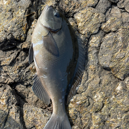 クチブトグレ