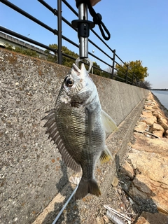 キチヌの釣果