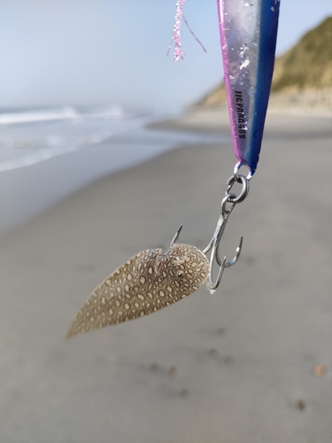 シタビラメの釣果