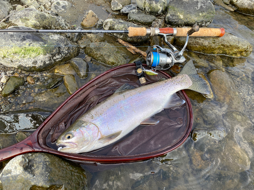 ニジマスの釣果