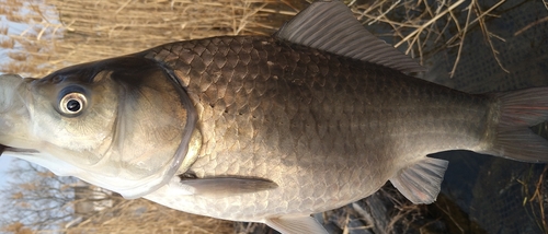 フナの釣果