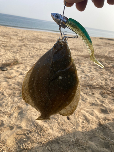 カレイの釣果