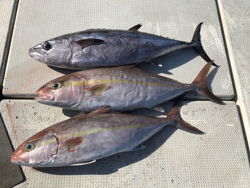 カンパチの釣果