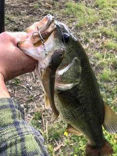 ブラックバスの釣果