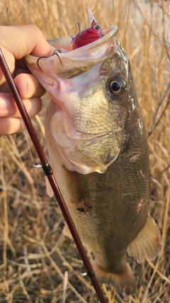 ラージマウスバスの釣果