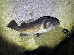 クロソイの釣果