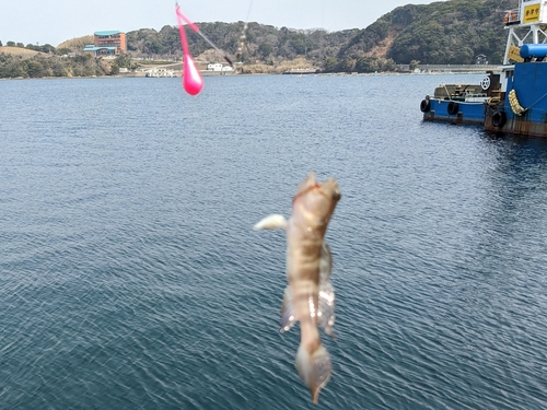 イトヒキハゼの釣果