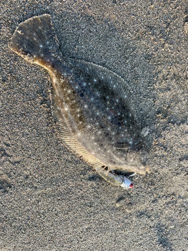 ヒラメの釣果