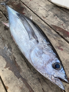 ビンチョウマグロの釣果