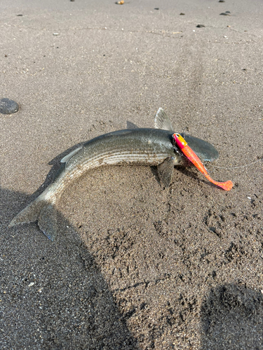 ボラの釣果