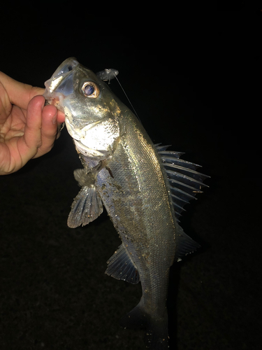 セイゴ（マルスズキ）の釣果