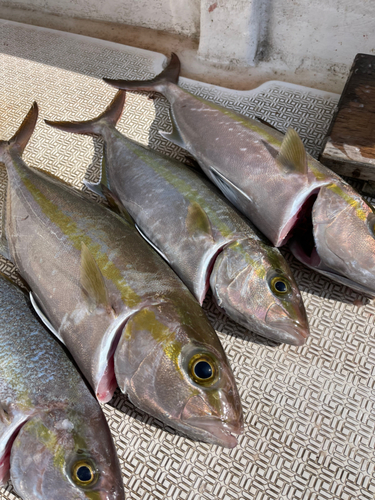 ヒレナガカンパチの釣果