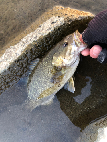 スモールマウスバスの釣果