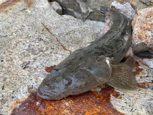 マゴチの釣果