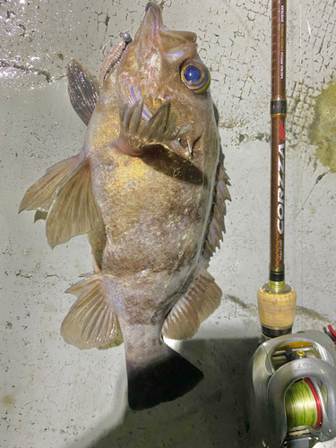 シロメバルの釣果