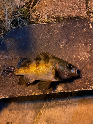 メバルの釣果