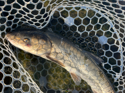 マルタウグイの釣果