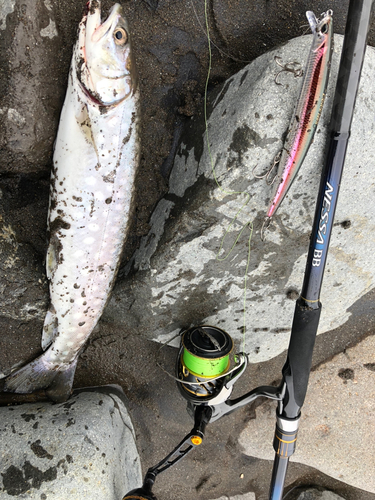 アメマスの釣果