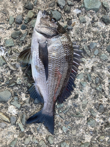 クロダイの釣果