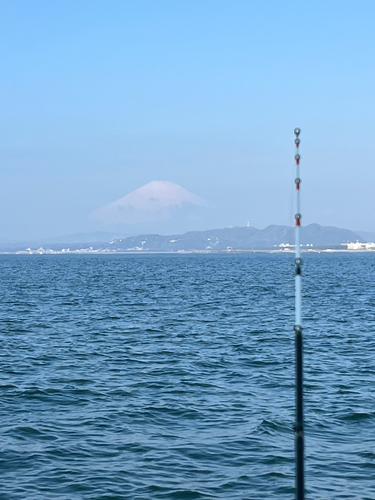 ショウサイフグの釣果