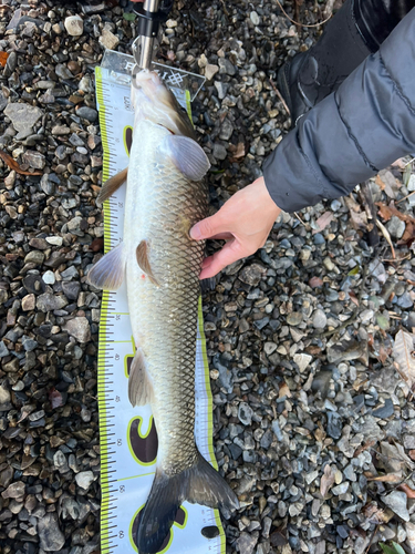 ニゴイの釣果