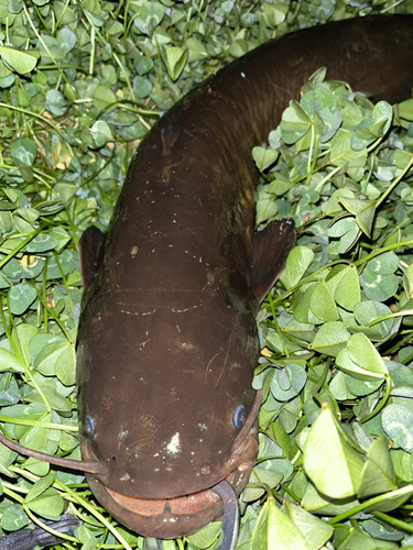 ナマズの釣果