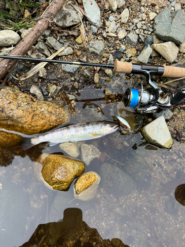 ヤマメの釣果