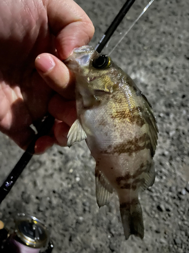 タケノコメバルの釣果