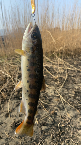 ヤマメの釣果