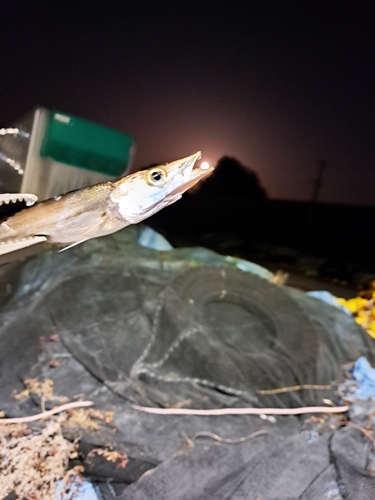 カマスの釣果