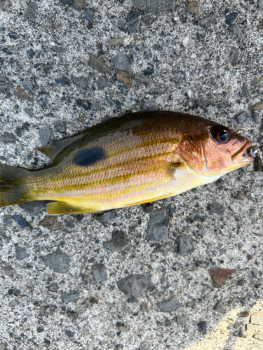 ニセクロホシフエダイの釣果