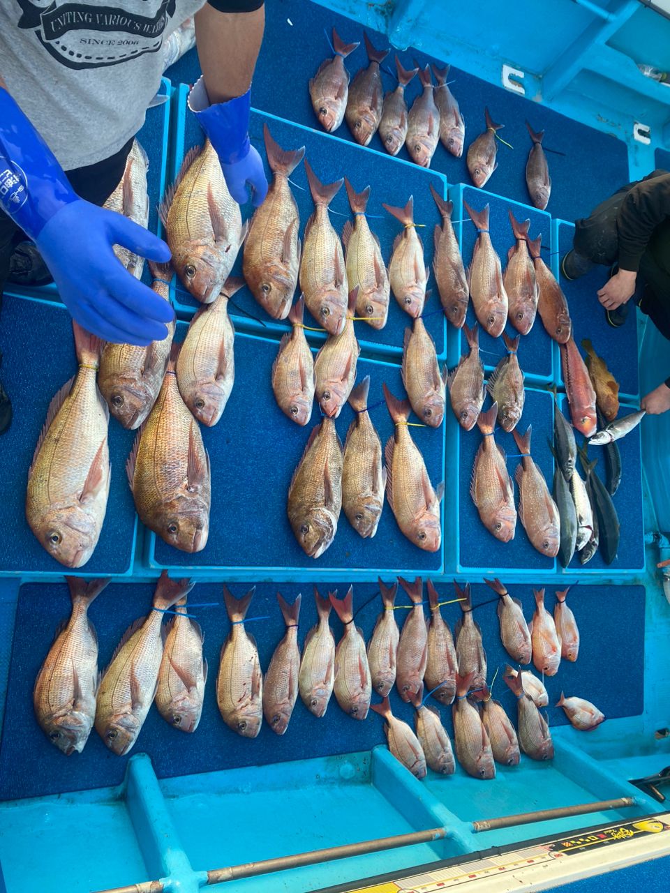 えくりぷすさんの釣果 3枚目の画像