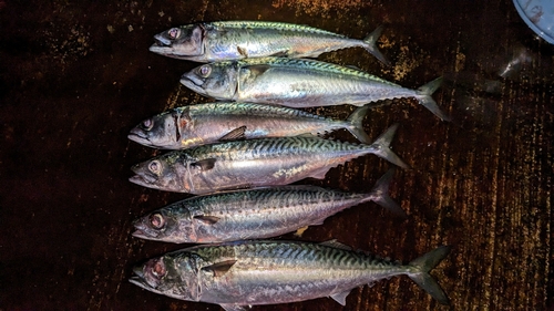 サバの釣果