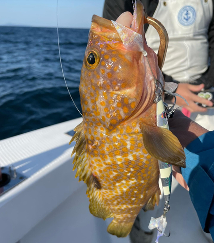 アコウの釣果