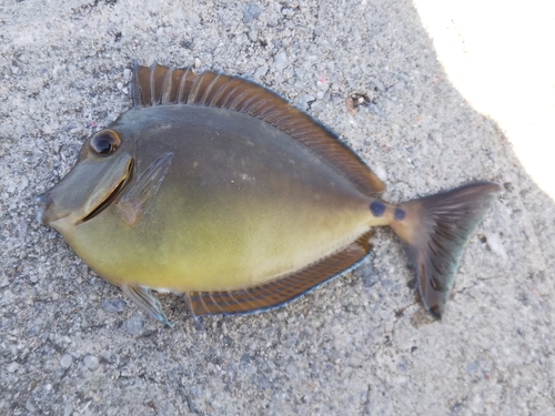 テングハギの釣果