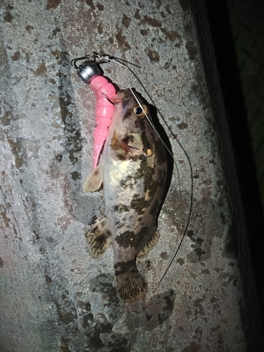 タケノコメバルの釣果