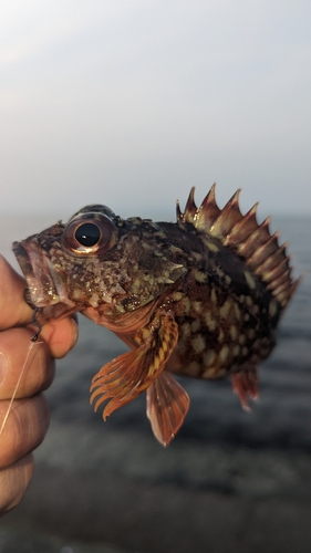 カサゴの釣果