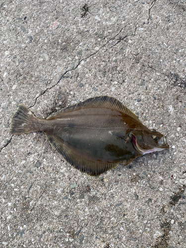 カレイの釣果