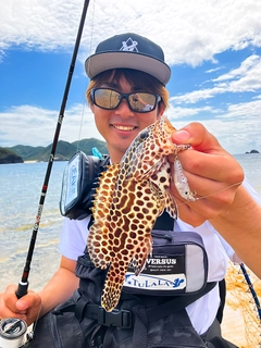 カンモンハタの釣果