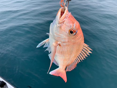 マダイの釣果