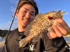 カンモンハタの釣果