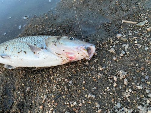 ニゴイの釣果